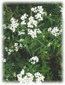 Asteraceae Ptarmica cartilaginea (Ledeb.) Ledeb. 