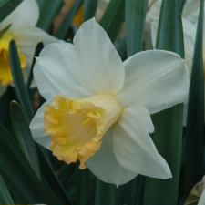 Amaryllidaceae Narcissus x hybridus hort. cv. Gercules