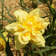 Amaryllidaceae Narcissus x hybridus hort. cv. Frisun