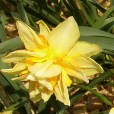 Амариллисовые Нарцисс гибридный  сорт Frisun