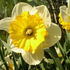Narcissus x hybridus hort. cv. Albelard