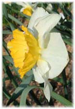 Amaryllidaceae Narcissus x hybridus hort. cv. Albelard