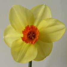 Amaryllidaceae Narcissus x hybridus hort. cv. Pipe Major