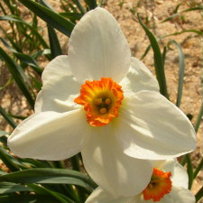 Amaryllidaceae Narcissus x hybridus hort. cv. Sunrise
