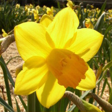 Amaryllidaceae Narcissus x hybridus hort. cv. Forthright