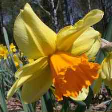 Amaryllidaceae Narcissus x hybridus hort. cv. Fortissimo
