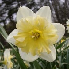 Amaryllidaceae Narcissus x hybridus hort. cv. Fresco