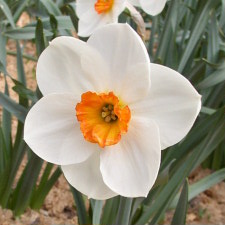Amaryllidaceae Narcissus x hybridus hort. cv. Flaming Jewel