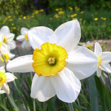 Амариллисовые Нарцисс гибридный  сорт Флауэр Рикорд