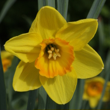 Amaryllidaceae Narcissus x hybridus hort. cv. Gartan