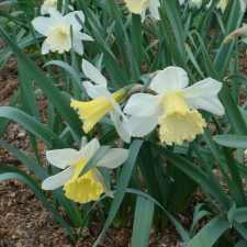 Amaryllidaceae Narcissus x hybridus hort. cv. Gertie Millar