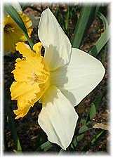 Amaryllidaceae Narcissus x hybridus hort. cv. Giant New
