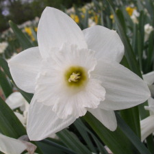 Amaryllidaceae Narcissus x hybridus hort. cv. Glacier