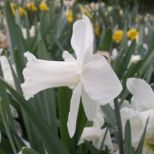 Amaryllidaceae Narcissus x hybridus hort. cv. Glacier