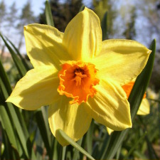 Amaryllidaceae Narcissus x hybridus hort. cv. Gloria Mundi