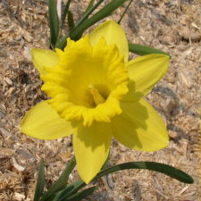 Amaryllidaceae Narcissus x hybridus hort. cv. Golden Advance