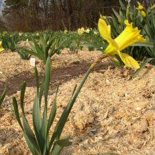 Amaryllidaceae Narcissus x hybridus hort. cv. Golden Advance