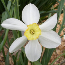 Амариллисовые Нарцисс гибридный  сорт Эвангелина