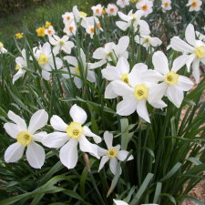 Амариллисовые Нарцисс гибридный  сорт Эвангелина