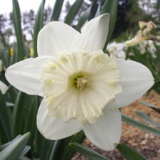 Amaryllidaceae Narcissus x hybridus hort. cv. Elton Legget