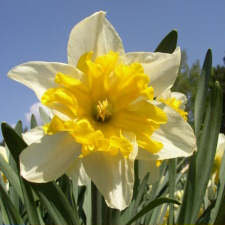 Амариллисовые Нарцисс гибридный  сорт Элизабет Баз