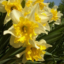 Амариллисовые Нарцисс гибридный  сорт Элизабет Баз
