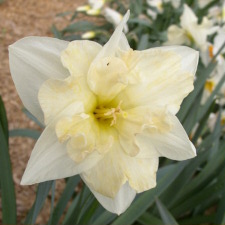 Amaryllidaceae Narcissus x hybridus hort. cv. Elysee