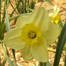 Amaryllidaceae Narcissus x hybridus hort. cv. Emily