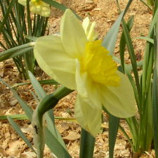 Amaryllidaceae Narcissus x hybridus hort. cv. Emily