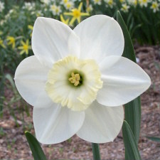 Amaryllidaceae Narcissus x hybridus hort. cv. Enniskillen