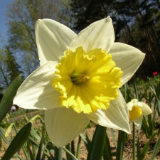Amaryllidaceae Narcissus x hybridus hort. cv. Florissant