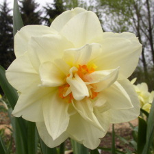 Amaryllidaceae Narcissus x hybridus hort. cv. Flower Drift