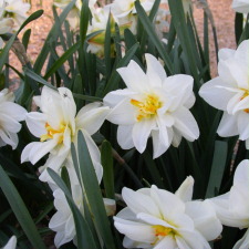 Amaryllidaceae Narcissus x hybridus hort. cv. Flower Drift