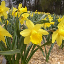 Amaryllidaceae Narcissus x hybridus hort. cv. Expressive