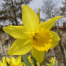 Амариллисовые Нарцисс гибридный  сорт Фебруари Голд