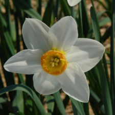 Амариллисовые Нарцисс гибридный  сорт Фермой