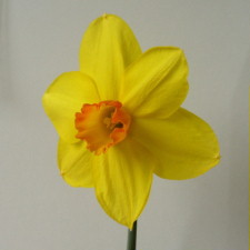 Amaryllidaceae Narcissus x hybridus hort. cv. Firemaster