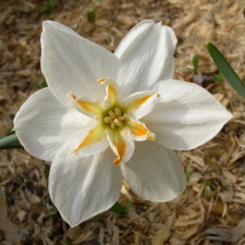 Amaryllidaceae Narcissus x hybridus hort. cv. First Lady