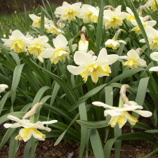 Amaryllidaceae Narcissus x hybridus hort. cv. Firestreak