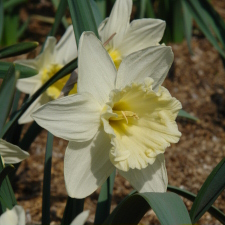Amaryllidaceae Narcissus x hybridus hort. cv. Floras Favourite