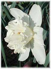 Амариллисовые Нарцисс гибридный  сорт Флорас Фейворит