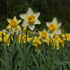 Amaryllidaceae Narcissus x hybridus hort. cv. Killigrew