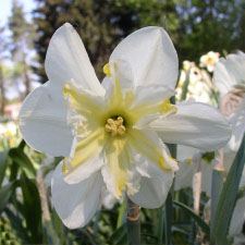 Amaryllidaceae Narcissus x hybridus hort. cv. Jeanne d Ark