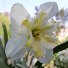 Amaryllidaceae Narcissus x hybridus hort. cv. Jeanne d Ark