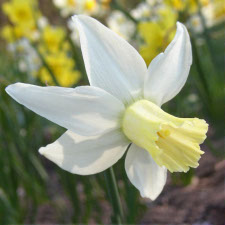 Amaryllidaceae Narcissus x hybridus hort. cv. Jenny
