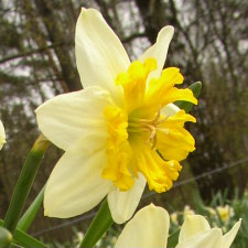 Amaryllidaceae Narcissus x hybridus hort. cv. Jester