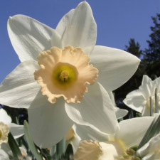 Amaryllidaceae Narcissus x hybridus hort. cv. Irish Rose
