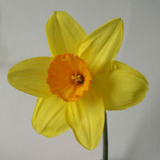 Amaryllidaceae Narcissus x hybridus hort. cv. Kings Court