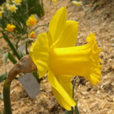 Amaryllidaceae Narcissus x hybridus hort. cv. Irish Luck