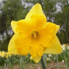 Amaryllidaceae Narcissus x hybridus hort. cv. King Size